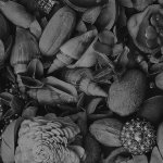 Coastal Treasures.