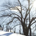 Winter Tree.