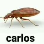 carlos the cockroach