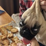 dog licking cookies