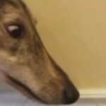 long nose dog