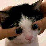 Funny cat