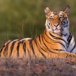 tiger thingy looking all regal n shit