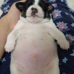 Fat puppy