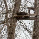 Old wooden treestand