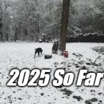 2025 So Far | 2025 So Far | image tagged in gifs,2025,dogs | made w/ Imgflip video-to-gif maker