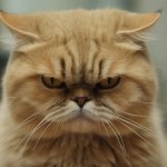 Gato enojon