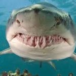 funny shark