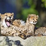 Face-eating leopards