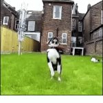 C’mon I already have something I wanna post! | BRO GOT SCARED AND SAID “NO ACTUALLY YOU ARE TOUGHER THEN ME”; 100 COMMENTS OR UPVOTES AND I’LL POST FUNNIER MEME/GIFS | image tagged in gifs,dog messes up | made w/ Imgflip video-to-gif maker