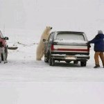 polar bear driver