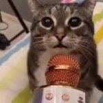 cat w microphone