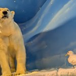 Polar bear and bird