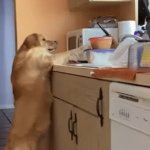 Innocent? Nah! | Guilty as Charged | image tagged in gifs,dogs,lol,can you blame them,food,humor | made w/ Imgflip video-to-gif maker