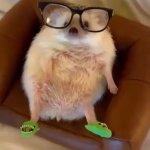 erm ackshually Hedgehog