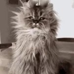 Morning cat GIF Template