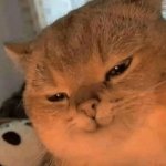Gato más