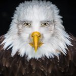 Staring Eagle Meme Full HD