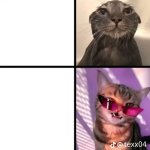 Crazy cat