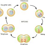 Mitosis meme