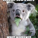 Surprised Koala | WINING A BLOOKET NOW A DAYS; WHAT HAPPENED TO KAHOOT | image tagged in memes,surprised koala | made w/ Imgflip meme maker