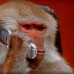 Monkey talking on the phone