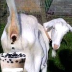 Goat Pooping In Drink