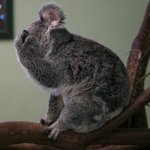 koala facepalm