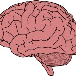 brain