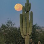 Cactus. Photo by Steve Henry.