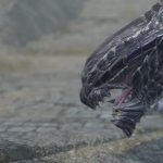 Looking Gore Magala template