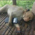 Monkey listening to music