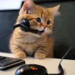 call center cat