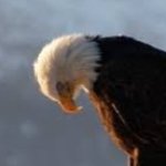 Sad Eagle