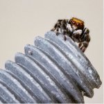 Spider on a screw