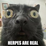 CICADA 3301 | HERPES ARE REAL | image tagged in jinx staring | made w/ Imgflip meme maker