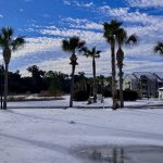 Palm Trees in Snow. x