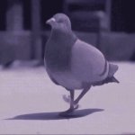 pigeon GIF Template