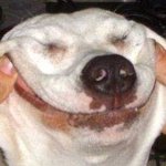 Smiling dog