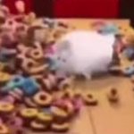 cat gets run over by fruit loops avalanance