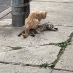 Cat morality - cat having sex with dead cat GIF Template