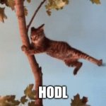 HODL | HODL | image tagged in cat in wind | made w/ Imgflip meme maker