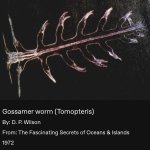 Gossamer Worm. Not Mine. From a Book.