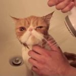 wet cat GIF Template