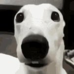 Doggy GIF Template