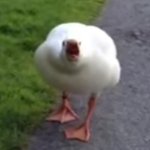 Screaming duck