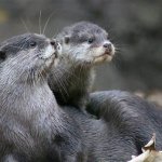 Otter