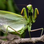 Praying Mantis Preying USA America Capitalism meme