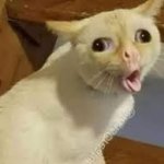 CAT IN ALL CAPS