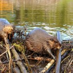 Beavers